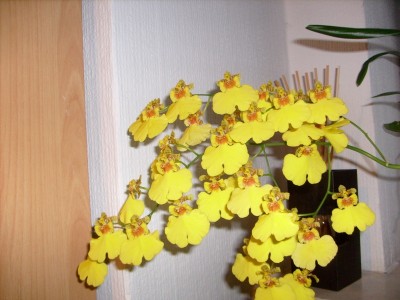 Oncidium 'sweet sugar' x.jpg