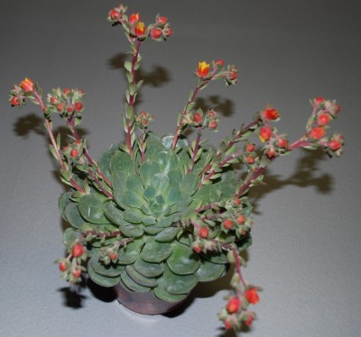 echeveria.jpg