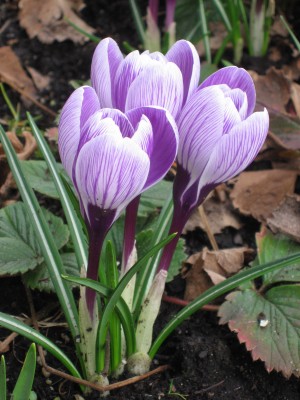 IMG_4376.JPG