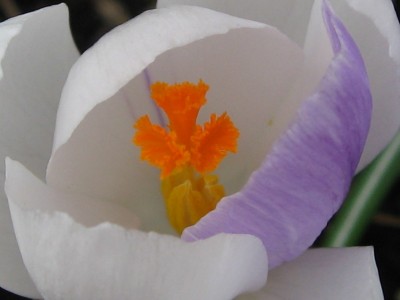 IMG_4375.JPG