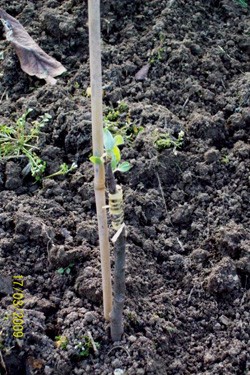 Apfel-Veredlungen 3a.jpg