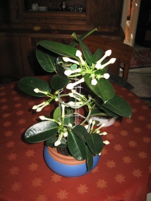 stephanotis.jpg
