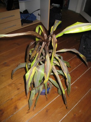 k-IMG_2945.JPG