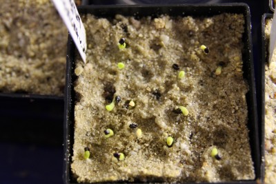 Astrophytum myriostigma v. quadricostatum - 17.03.2009 - 3.jpg