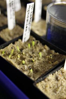 Astrophytum myriostigma v. quadricostatum - 17.03.2009.jpg