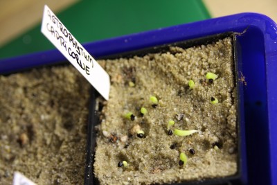 Astrophytum capricorne - 17.03.2009.jpg