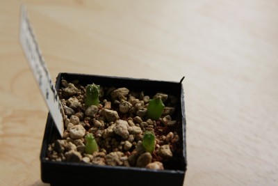 Astrophytum capricorne senile 17.03.2009 - 1.jpg