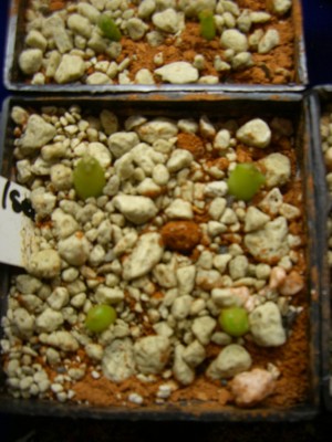 Astrophytum capricorne senile 26.11.2008 - 2.jpg