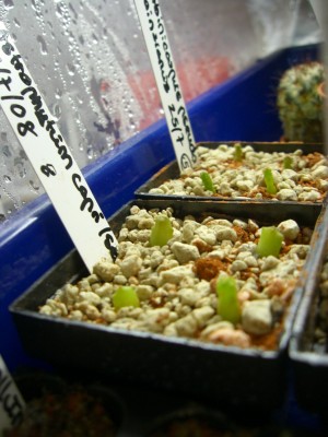 Astrophytum capricorne senile 26.11.2008 - 1.jpg