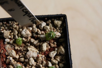 Astrophytum capricorne senile 17.03.2009 - 3.jpg