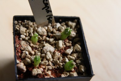 Astrophytum capricorne senile 17.03.2009 - 2.jpg