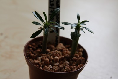 Pachypodium lamerei - zwei und drei - 17.03.2009 - 1.jpg