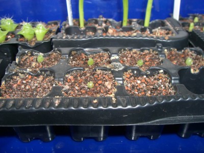 Echinopsis terscheckii 05.10.2008.jpg