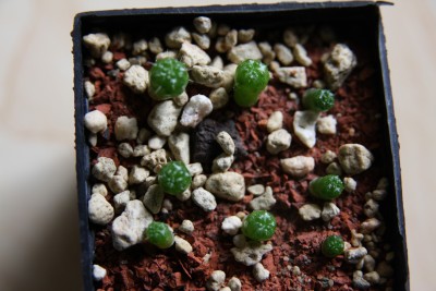 Mammillaria spinossisima un pico - 17.03.2009 - 3.jpg