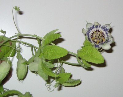 Keller-Passi-Blüte.jpg
