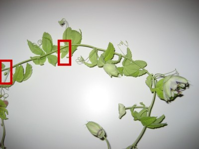 noch mehr Knospen....JPG