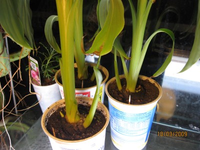 Green2009_1817.jpg