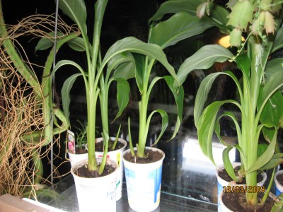 Green2009_1820.jpg