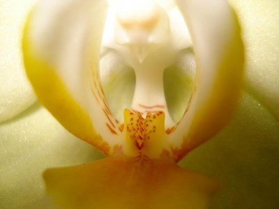 Phal..jpg