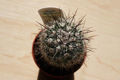 Echinofossulocactus multicostatus - 19.03.2009 - 1.jpg