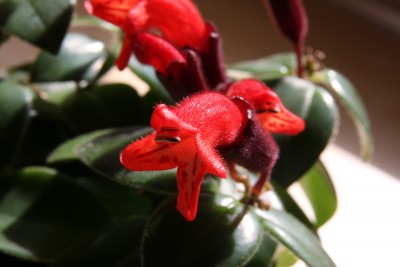 Aeschynanthus mona lisa - 19.03.2009 - 2.jpg