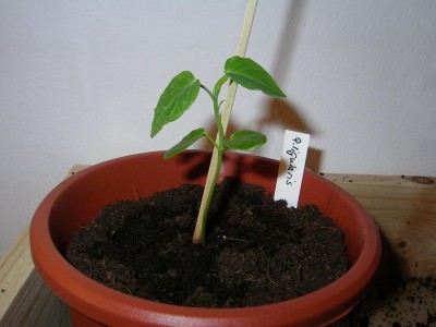 Keimling ligularis.JPG