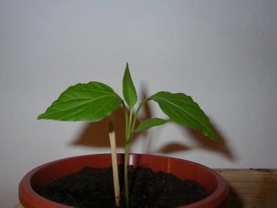 Keimling Chili.JPG