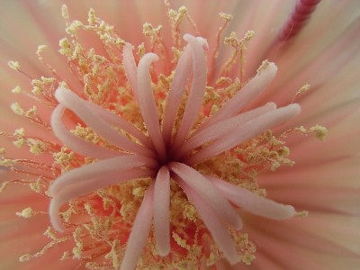 Blüte , Ferocactus x californicus.jpg