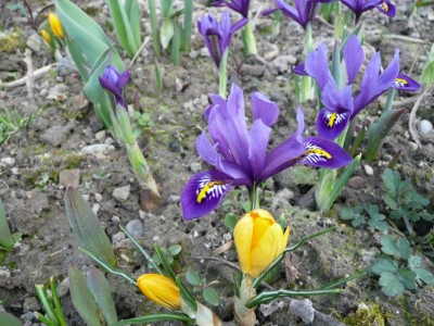 Iris2.jpg