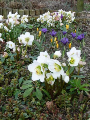 Iris1.jpg