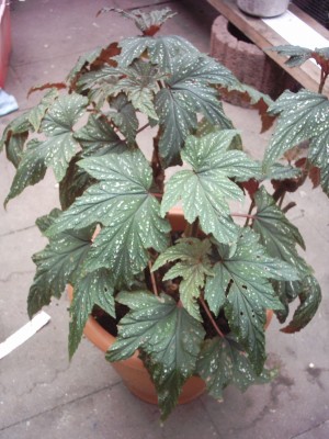 Bilder Garten 014.jpg