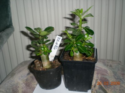 DSCN32750001.JPG