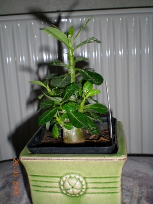 DSCN32700001.JPG