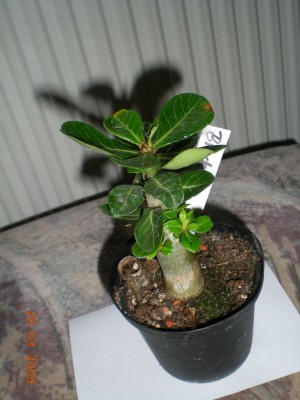 DSCN32740001.JPG
