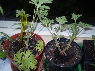 Zitronenpelargonie.JPG