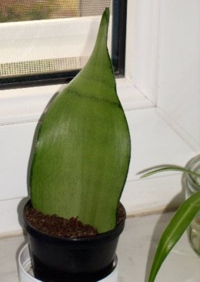 Sansevieria-Blatt.jpg