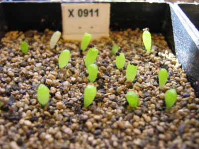 IMG_0283 Turbinicarpus alonsonii.jpg