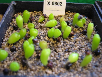 IMG_0282 Astrophytum asterias super-kabuto.jpg