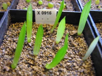 IMG_0281 Aloe elgonica.jpg