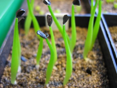 IMG_0279 Agave stricta v_rubra.jpg