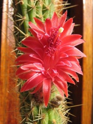 IMG_0308 Bolivicereus.jpg