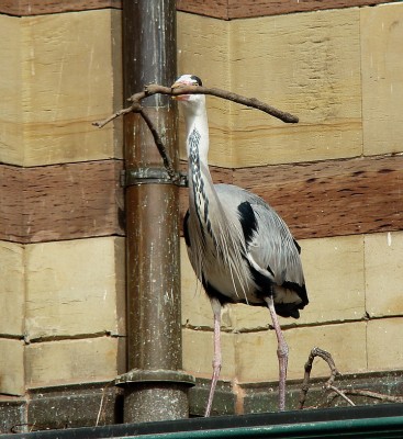 19.03.2009 frühling.jpg