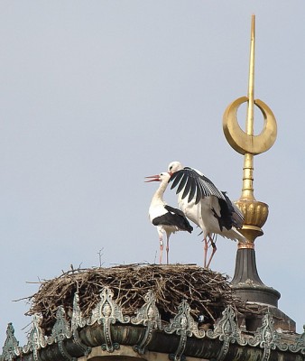 19.03.2009 frühling1.jpg