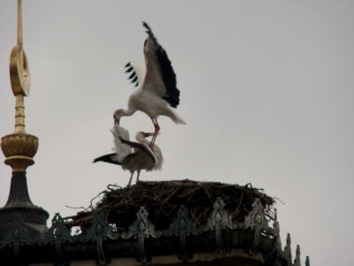 13.03.2009 frühling.jpg