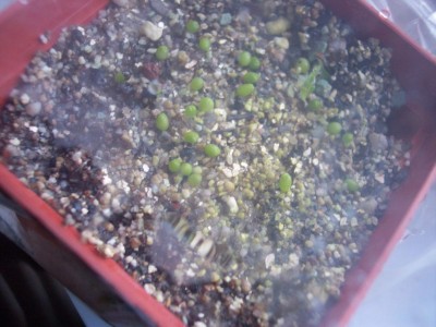 Geohintonia mexicana_2.jpg