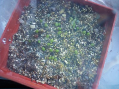 Geohintonia mexicana.jpg