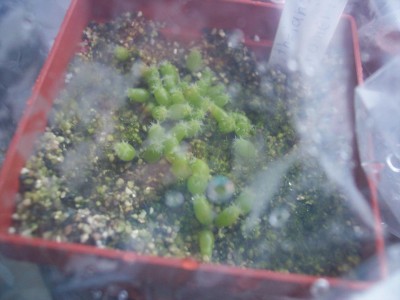 Epithelantha micromeris_2.jpg