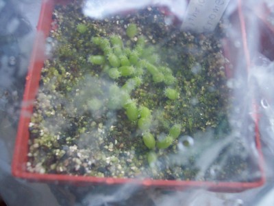 Epithelantha micromeris.jpg