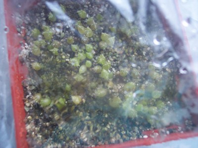 Echinopsis Hybride K 169 X Theano.jpg