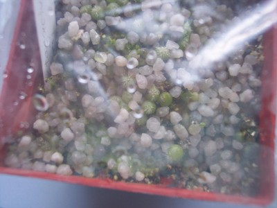 Echinopsis Hybride Fluffy Ruffles X Nollers Hybride _2.jpg